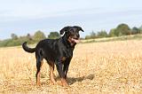 BEAUCERON - PUPPIES 028